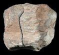Cut/Polished Agatized Dinosaur Vertebra - Colorado #38927-2